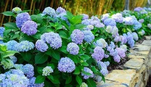  『代表着』花友选出了自己认为最美的50种花