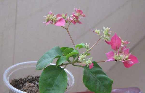  扔进：适合“懒人”养的花，扔进花盆就能活，漂亮又好养，四季花不断
