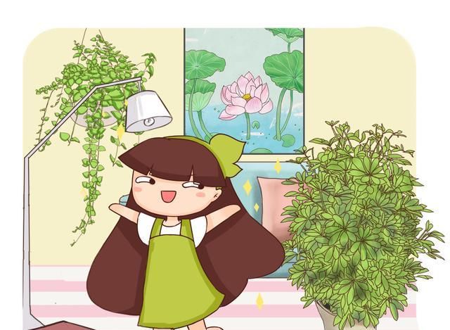 『吸附』这种“吸尘花”适合在客厅里养育，叶子吸附灰尘。房子特别干净