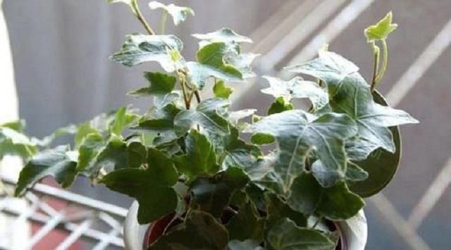  #绿萝#此草外形胜过绿萝,一年四季都碧绿,竟还是中草药,全草药效极佳