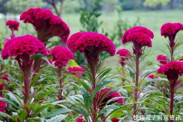 农村粪坑旁的“大鸡公花”，花籽是上佳野菜