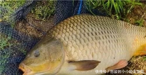 好物■鲤鱼最爱吃什么?野钓多年终于得出答案,五种鲤鱼无法抗拒的好物
