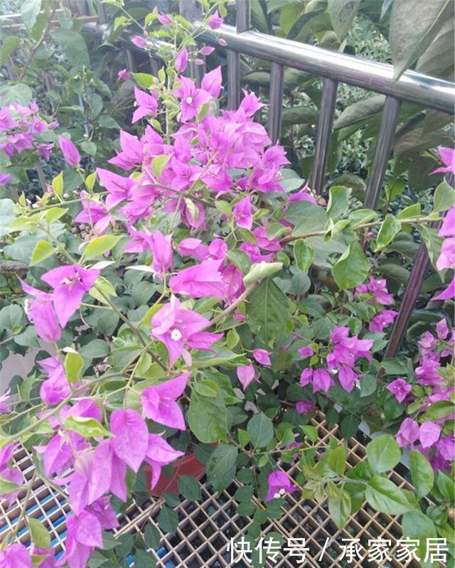 花苞|“三角梅”不开花?用这3个大招,让它花苞冒不停