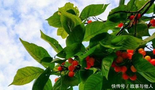  【新人】1种水果盆栽，特点是“易养活、好生长、果实甜美”，新人参考！