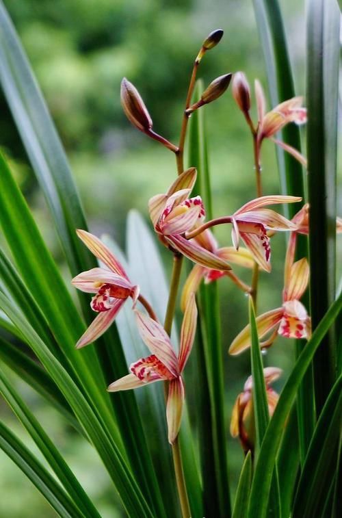  [花箭]养兰花，“2懒1勤”别规矩，新芽冒不停，花箭“半米高”