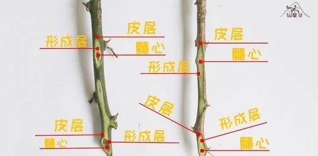  [叶仙]手把手教你，如何用叶仙嫁接蟹爪兰