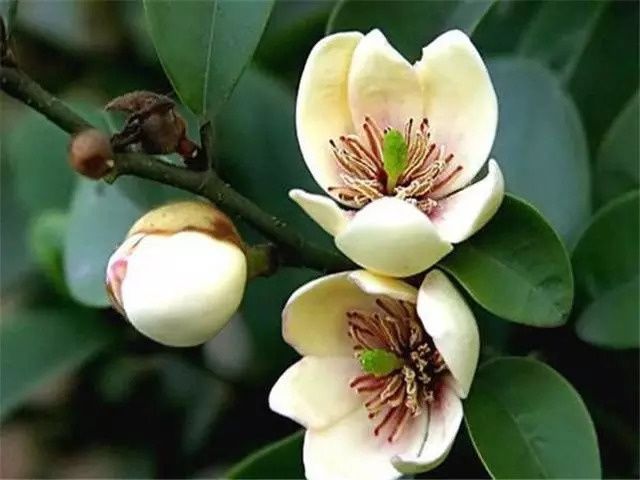 这几种植物很适合做盆景在家养护，依然充满花香观赏性高! 养花