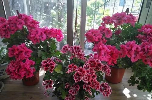  漂亮@3种花一开花就停不下来，漂亮好养，新手也能养出满盆花朵！