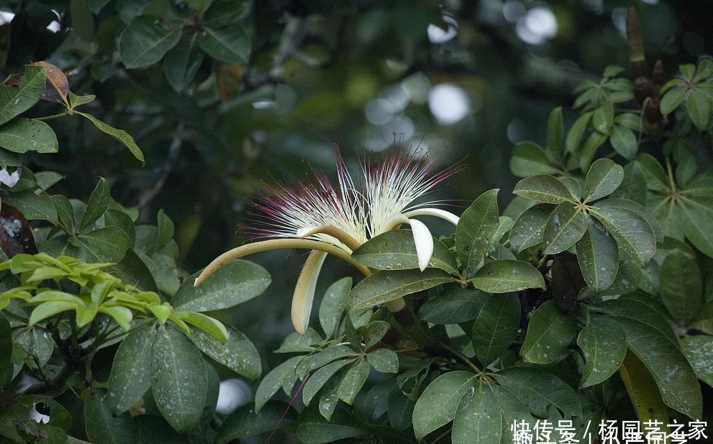 『难事』养发财树做好三点,开花并不是难事