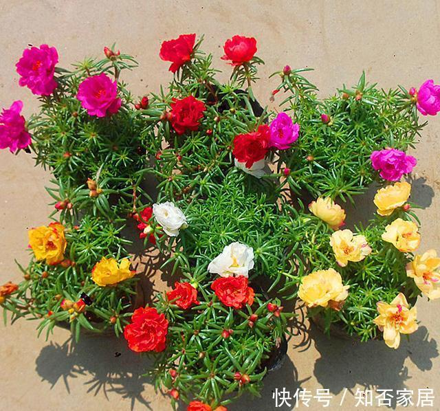  就能开@这3种花适合夏天养，不怕晒不怕热，花期久能开到秋天