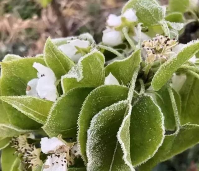 痛心！冰雹、暴雨、霜冻突袭，农民损失惨重！（附补救措施）