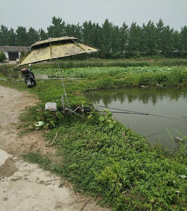  稀巧：正午口稀巧换点，又遇电网肆虐抢鱼忙