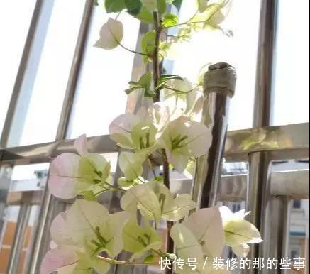 次水就行@阳台变花园,8种花现在养,半个月就爆满阳台,长的飞快花也多