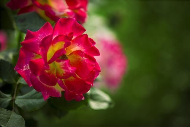 「美丽」美丽平原:月季花开正艳 姹紫嫣红“靓”满城
