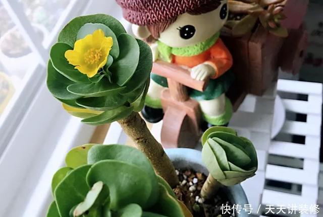  [图片作者]15种超级好养的花，不死鸟居然不是第一，“养花杀手”们试一试吧