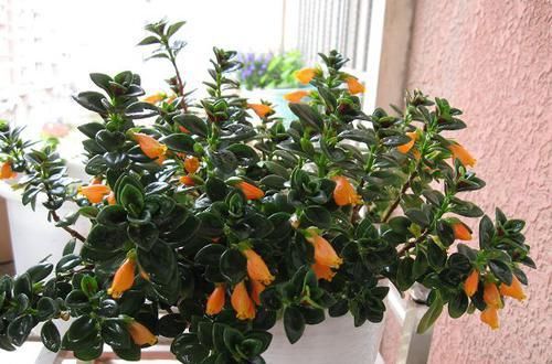  『艳丽』在家中养喜欢的花卉，就选花色艳丽，长势茂盛的3种花卉，太美了