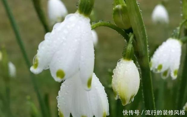  心灵|此花是雪中女神，花开洁白如雪高雅靓丽，让人感觉心灵的升华！