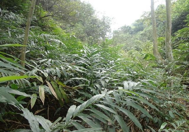  亩产值@只在农村有的“野草”，种植一次可采收多年，亩产值上万元