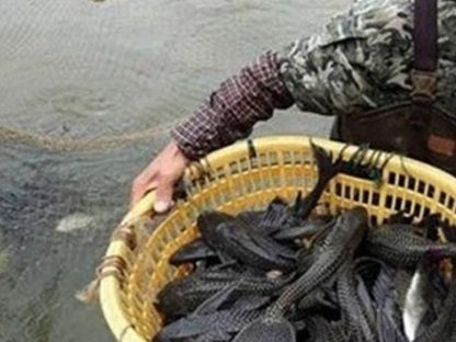  #河塘#渔民清理河塘时捞出许多大鱼，却很气愤，将它们全部活埋