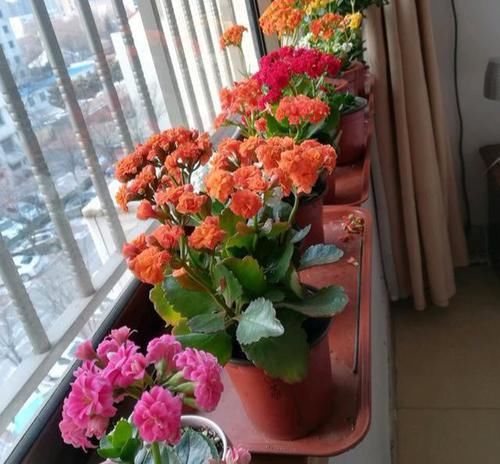  『光照』长寿花蓝雪花，拒绝“阴暗”北阳台，晒一晒，开成五彩花球