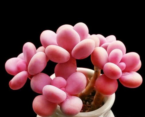  『试试』桃蛋怎么养才能出状态？试试4个养护法，完美逆袭“小仙女”