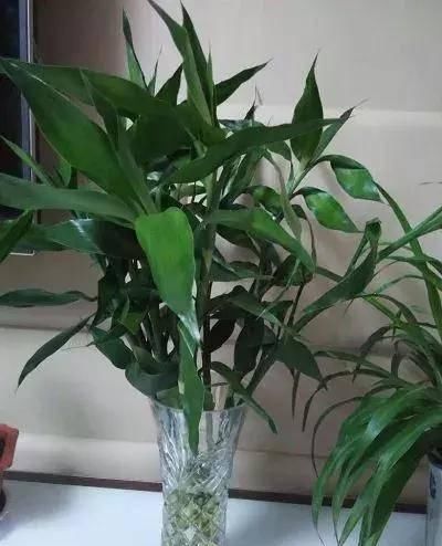  [长寿花]推荐十种最受欢迎的健康植物，家家都有养，你家肯定少不了！