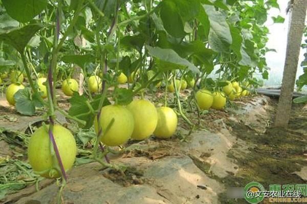  「葡萄」3个农村套种成功致富案例，最后一种亩收入2.5万