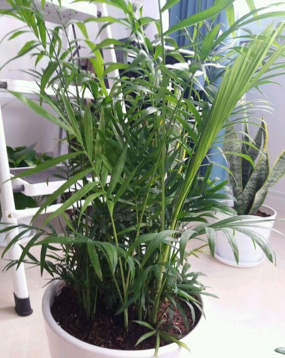  #绿萝#网红植物“凤尾竹”，能净化空气？别花冤枉钱，还不如养盆绿萝