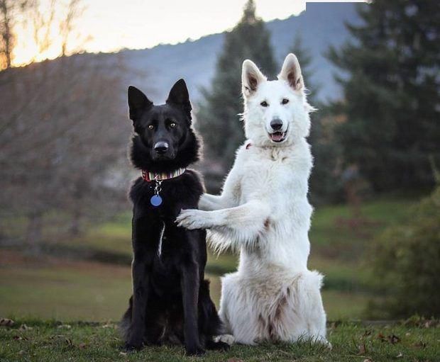  「婚纱照」「黑白牧羊犬」的婚纱照萌化你的心！