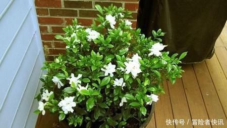  苹果皮|老花农用一斤苹果皮养栀子花，花开洁白，一盆能开20朵