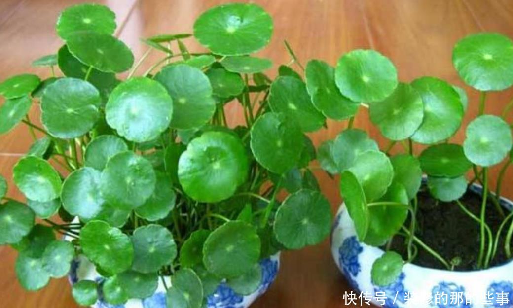 家养■家养“3种花”,个个都是“财神爷”,可别乱送人了!