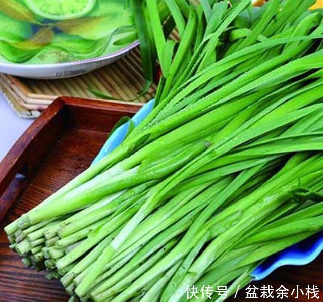  『韭菜的营养』阳台种韭菜，一根水管就可以了，不用土也长势旺，足够一家人吃