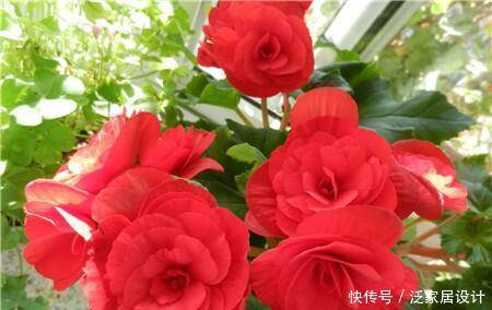  「喜欢」喜欢养护漂亮花卉，就选择花期长、花色艳，开花量繁多的5种花卉