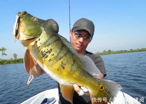  #拼命#以美丽凶悍著称的孔雀鲈，遇见鱼饵拼命追，想钓点别的鱼都困难
