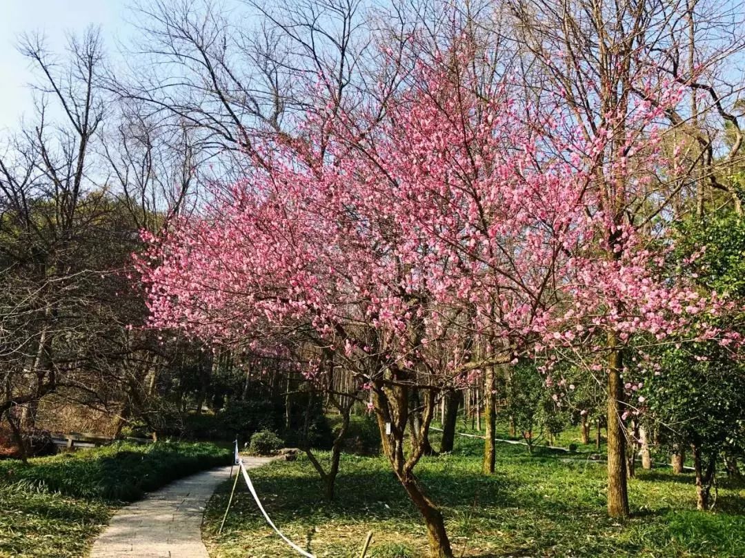 风景 | 壁纸福利！一大波梅花美图等你接收，周末去看正好！