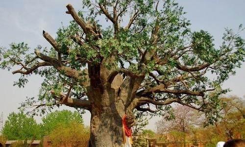 盘点国内“名气最大”的树:一棵树是一个景区?游客赏树需预约!