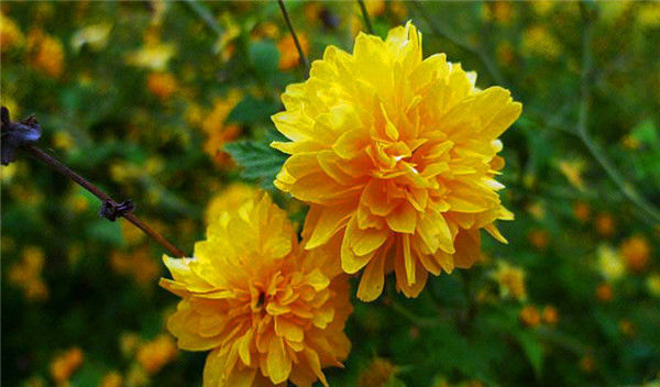  #花开#喜欢养花，不如养盆“山中俗客”，花朵金黄大只，花开爆园。