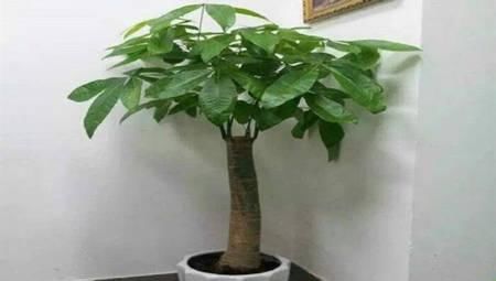  养鱼水：给发财树浇这几种水，十年不烂根，叶子越走越肥绿！