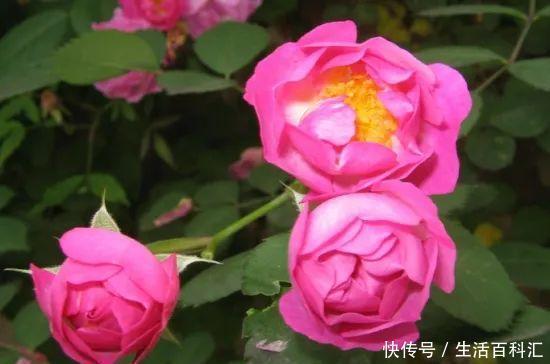  蔷薇扦插|蔷薇的繁殖方法：扦插，最简单快捷的方法