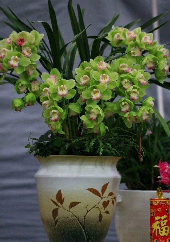  【不见】兰花竟然开成瀑布，见花不见叶，摆客厅真气派！