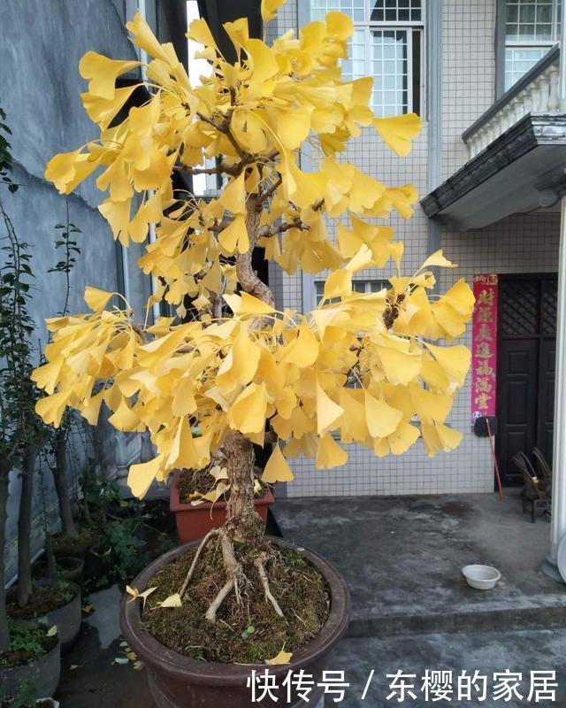 摆在|这3种花大气充满力量感,摆在客厅适当位置,满满的家庭幸福感