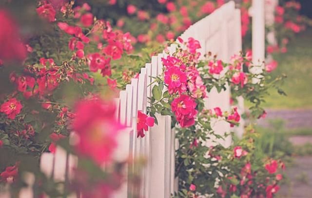  「绿萝」这三种花，一年四季能开花！而且比绿萝还好养、还长得