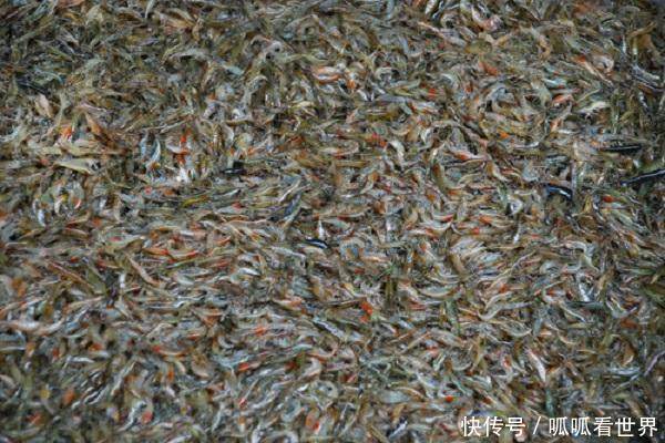 农村一小河里出现许多“漂浮物”，细看后引起附近农民赶来抢捞！