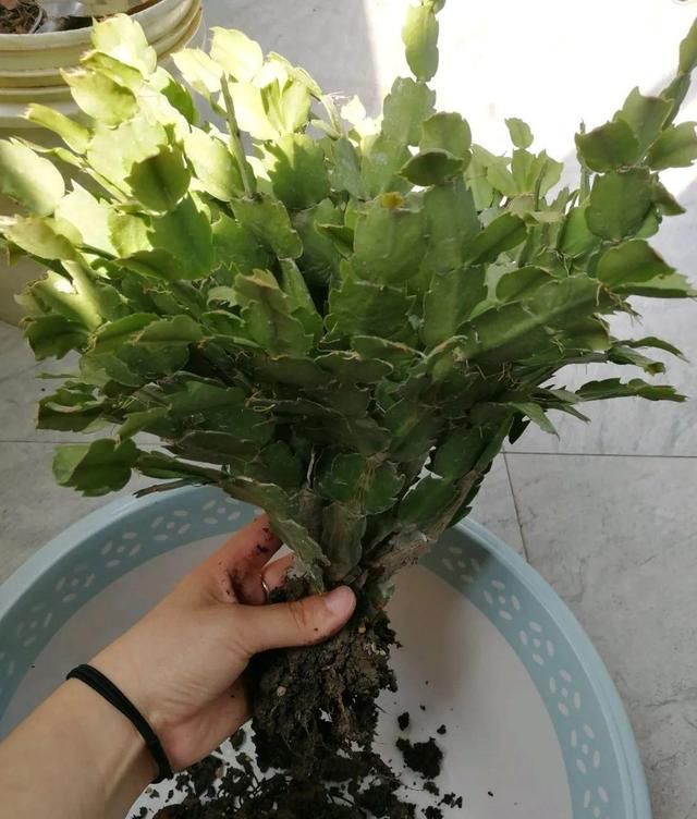  「烂根」天热了，8种花不能乱浇水，小心浇完就死