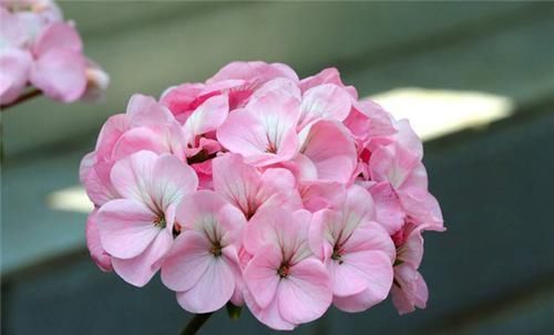  「常见」天竺葵有哪些常见栽培品种？你能分辨得出来吗？