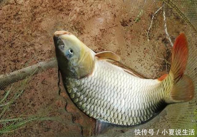  『五体投地』农村小伙用废旧物品，改钓具钓鱼，渔具店老板佩服得五体投地