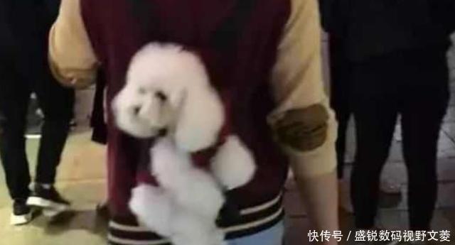  「人越来越多」小哥把泰迪背在身后散步，小家伙东张西望，把路人都萌翻了