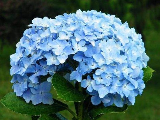  [生长]阳台首选这几款花，四季开花不断，阳台变花海，花色绚丽多彩