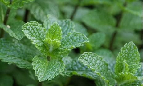  『花园』养花就养清新脱俗的，好养易爆盆，四季花开不停，阳台变温馨花园