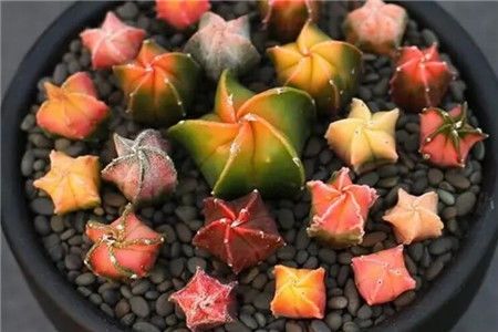  『近几年』近几年流行的多肉，像外星植物，喜欢的养起来！
